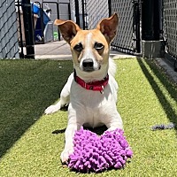 adopt a pet
