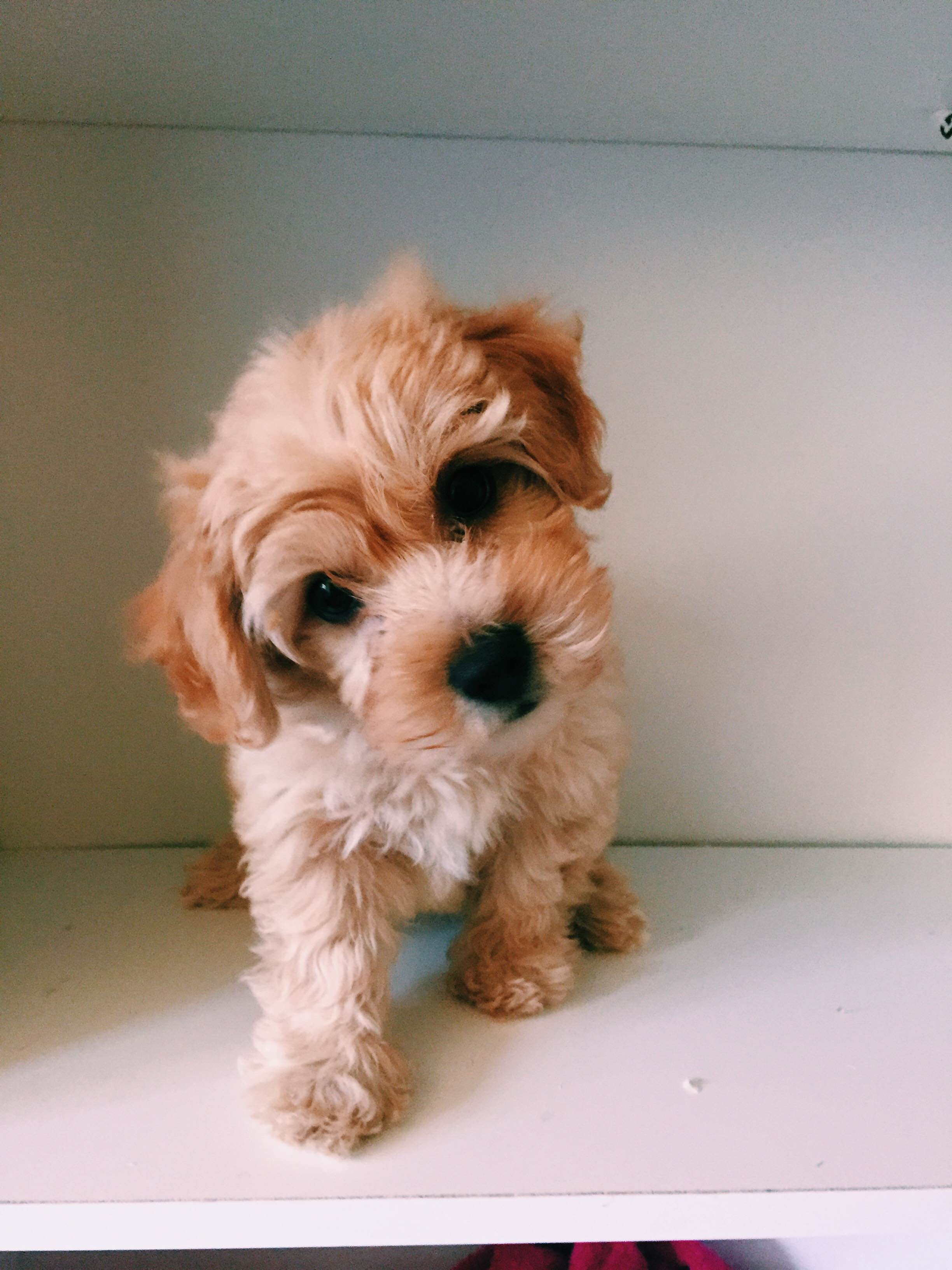 remote control spider on a string