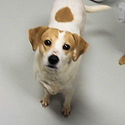 Thumbnail photo of Savannah - Prison Program Dog #1