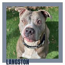 Thumbnail photo of Langston #1