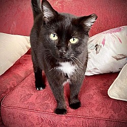 Photo of Raven (LAP CAT)