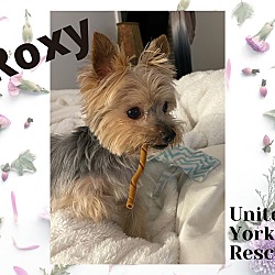 Thumbnail photo of Roxy #2