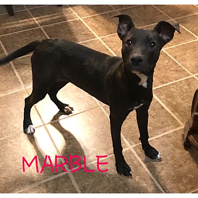 Hagerstown, Md - Boxer Labrador Retriever. Meet Marble A Pet For 