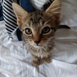 Photo of Kitten 1