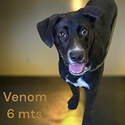 Thumbnail photo of Venom - Very Cute Boy! #1