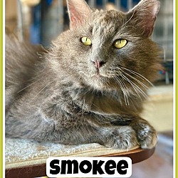 Photo of Smokee DLH Willow Grove, PA (FCID 03/28/2024-11)