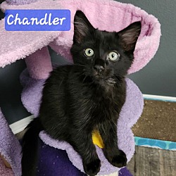 Thumbnail photo of Chandler #1