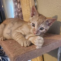 adopt a pet