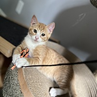 adopt a pet
