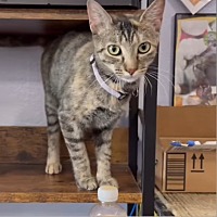 adopt a pet