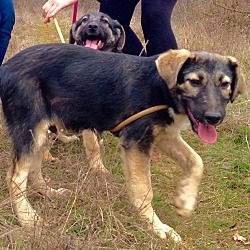 Thumbnail photo of Woodward - January Kosovo dog #1