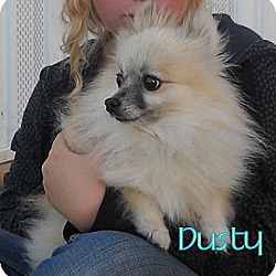 Thumbnail photo of Dusty #2