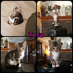 Photo of Tesa