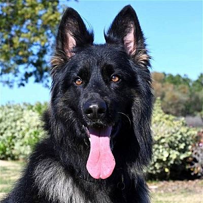 San Diego, CA - German Shepherd Dog. Meet Ryker a Pet for Adoption ...