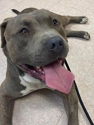 Carmel, NY - Pit Bull Terrier. Meet Bubba a Pet for Adoption ...