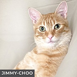 Thumbnail photo of Jimmy-Choo #2