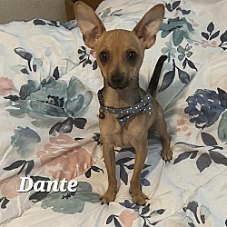 Photo of Dante