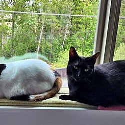 Thumbnail photo of CLAWDIE & SPOOKY -Offered by Owner - Bonded Pair #2