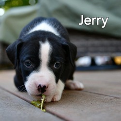 Thumbnail photo of Jerry #1