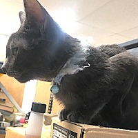 adopt a pet