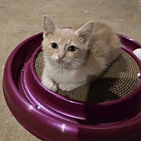 adopt a pet