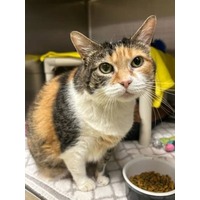 adopt-pet