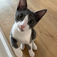 adopt a pet