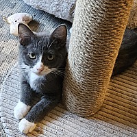 adopt a pet