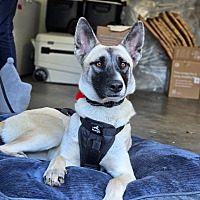 BEAR BEAR - German Shepherd Dog / Belgian Malinois available for adoption