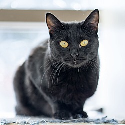 Thumbnail photo of Sponsored Black Cats #2