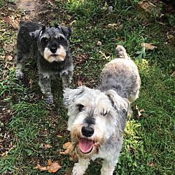 bonded pet photo