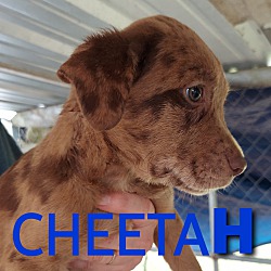 Thumbnail photo of Cheeta #1
