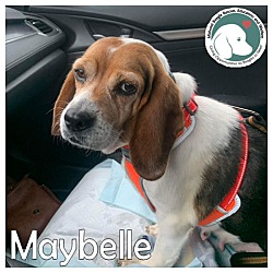 Photo of MayBelle