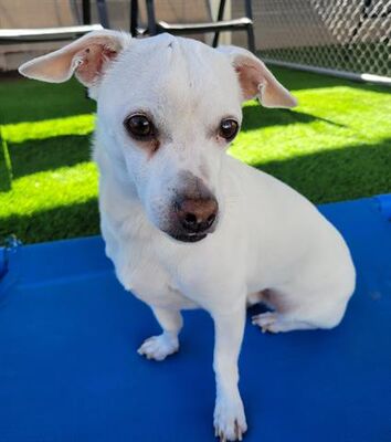 Apache Junction, AZ - Chihuahua. Meet SPARKY a Pet for Adoption ...