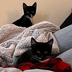 Thumbnail photo of Cameron and Ferris 2 brother kittens #1