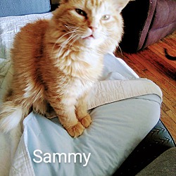 Photo of Sammy Main Coon personality