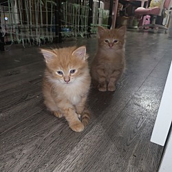 Thumbnail photo of Two Orange Kittens #4