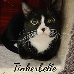 Thumbnail photo of Tinkerbell #3