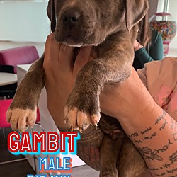 Photo of Gambit