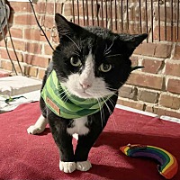 adopt a pet