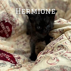 Photo of Hermione