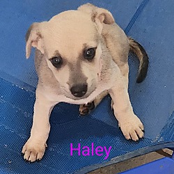 Thumbnail photo of Haley #2