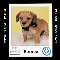 Thumbnail photo of Romeo (Ten Spots) 082424 #1