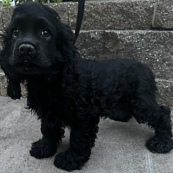 Thumbnail photo of Cocker Spaniel Sampson #2