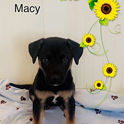 Thumbnail photo of Macy #3