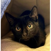 adopt-pet