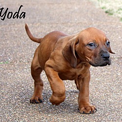 Thumbnail photo of Yoda~adopted! #2