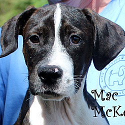Thumbnail photo of Mac McKee ~adopted! #1