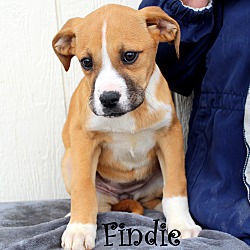 Thumbnail photo of Findie~adopted! #2