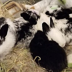 Thumbnail photo of Baby bunnies #2
